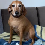 Karriere - Kanzlei Dr. Sebastian Hollitzer 3 - Rechtsanwalt Dr. Sebastian Hollitzer Kiel Rechtsanwalt Dr. Sebastian Hollitzer Kiel - sabrina risse steller cuba preetz 2 -
